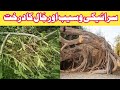 Jaal Ka Darakht Or Hamara Wasaib Jaal Ka Darakht Or Hamara Wasaib