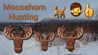 Full video of 🫎 moosehorn hunting on 1/9/2024