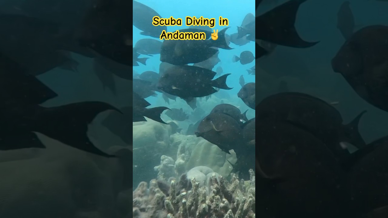 Best scuba diving in Andaman 