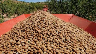 ✅ HOW INDUSTRIAL ALMOND MILK IS MADE  | ALMOND MILK FACTORY