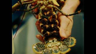 The Chair Project – Episode Three – Padstow Lobster Hatchery