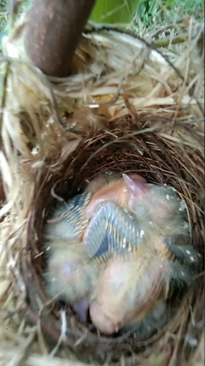 PANEN BURUNG KEPODANG ll Part 2 #shorts #birds #kepodang