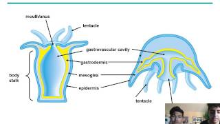 Chapter 33 AP Biology Presentation