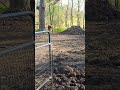 Caught again😆 #homesteadlife #cowvideos #farmlife #spring #shorts