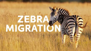 One Zebra's Battle For Survival During The Great Migration | Punda The Zebra Documentary