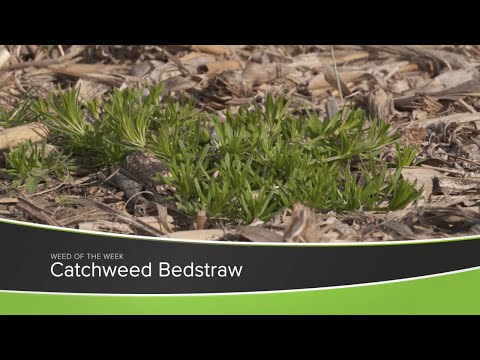 Vídeo: How Kill Chickweed: la millor manera de matar Chickweed - Saber fer en jardineria