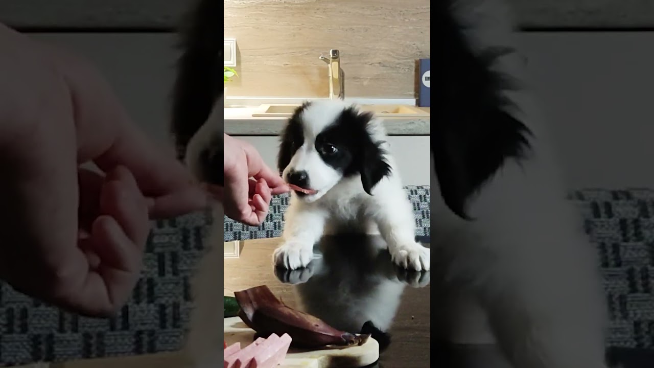 Rescued Puppy's First Food Review 😍 