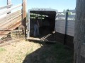 Trailer loading session, yearling appaloosa filly, Melody, Keenan Ranch