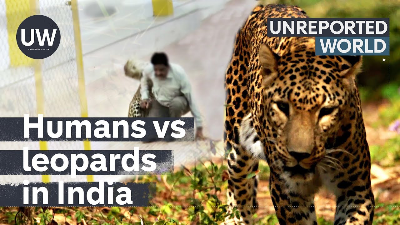 Film backdrop image for Humans vs leopards: India's silent predators (2023)