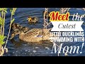 The Cutest Little Ducklings Swimming With Mom Usa 2025 The Cutest Little Ducklings Swimming With Mom Usa 2025