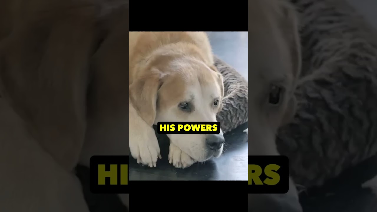 Помните рекламный ролик Volkswagen по мотивам «Звёздных войн»?