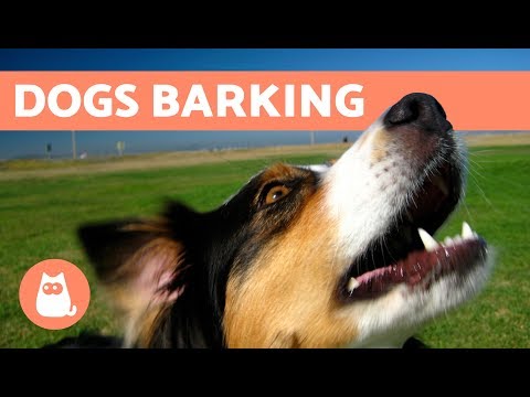 The Best Barking Dogs Compilation