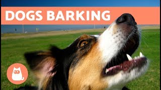 The Best Barking Dogs Compilation