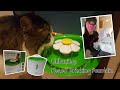 Unboxing Flower Drinking Fountain by CatIt for Mickey #Cats #CatIt | Tala Vlog #6