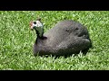 Guinea Fowl | China Murgi | Titri bird Farming Mp3 Song