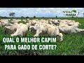 Qual o melhor capim para gado de corte?