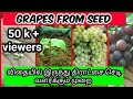 விதை மூலம் திராட்சை செடி வளர்க்கும் முறை /  how to Growing Grapes From Seed