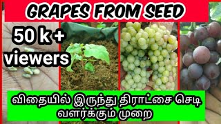 விதை மூலம் திராட்சை செடி வளர்க்கும் முறை /  how to Growing Grapes From Seed