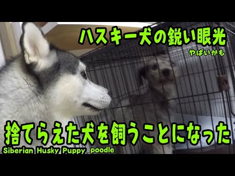 捨てられたプードルを飼うことになった! ハスキー犬との対面は？ Husky Puppy