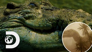 How Crocodiles Survived The Meteor That Killed All Dinosaurs | Modern Dinosaurs