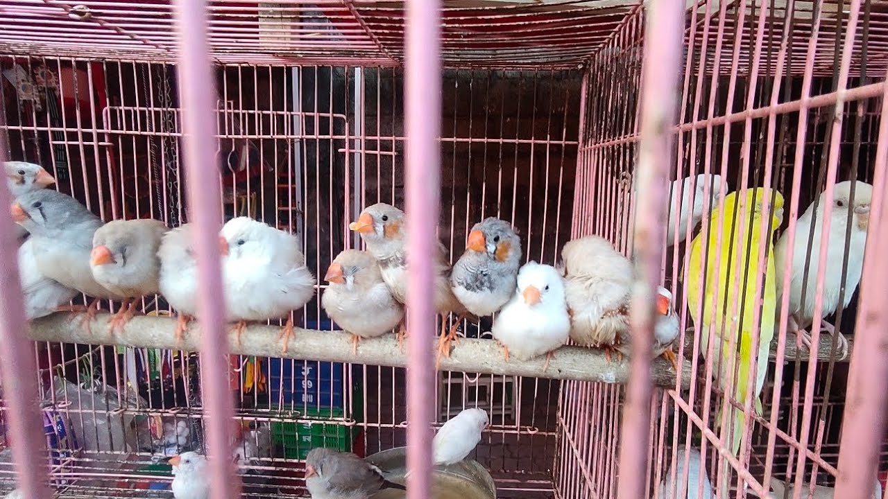 pets Shop Friday Market 