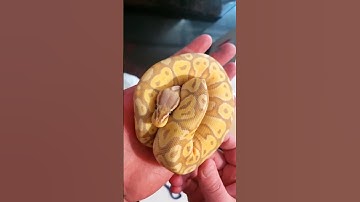 Ordered A Banana Ball Python #nature #youtubeshorts #python #trending #animals #snake #reptiles