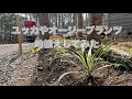 ■ユッカ、オージープランツの地植え■【High Garden】【貸切キャンプ場を作る動画 #60】