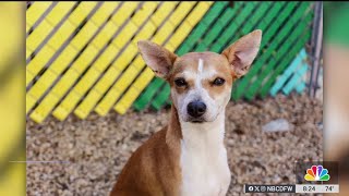 Pet Of The Week Padmé Nbc Dfw