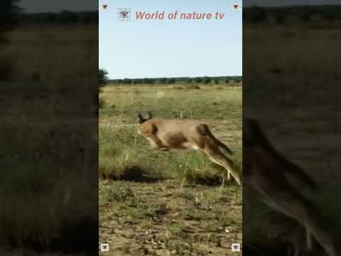 Video: Rooikatte (woestynlynx, steppe-lynx): voorkoms, habitat, leefstyl en voeding