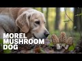 The dog training hack to  teaching your dog to find morel mushrooms