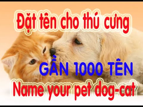 Video: Chọn Tên Mèo Hoàn Hảo