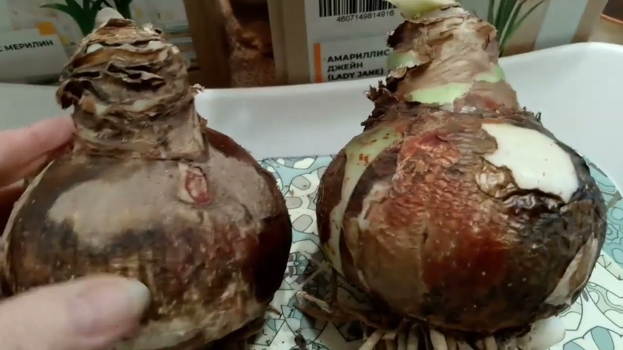 Мои махровые новинки 🎉🎉🎉