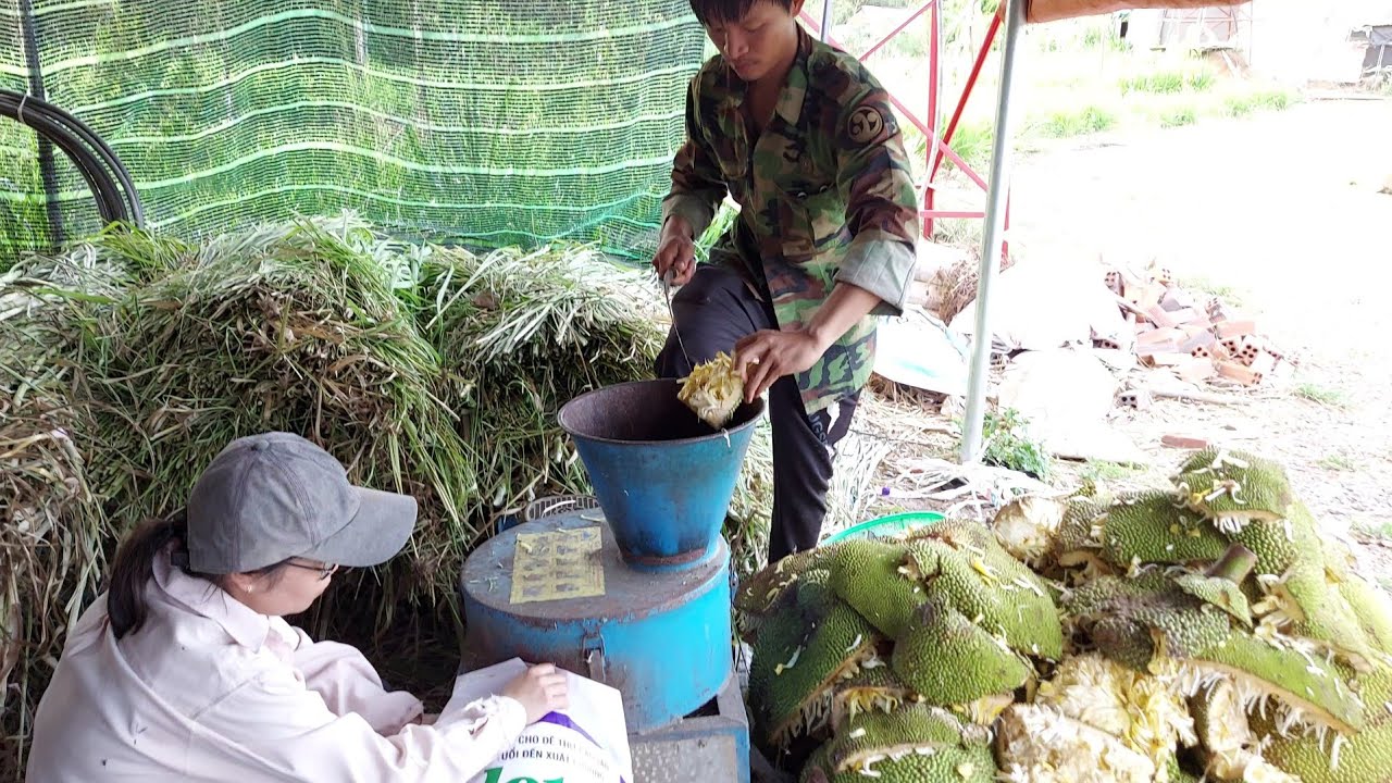 thuc an cho 2022 Update Thức ăn cho dê dinh dưỡng cao