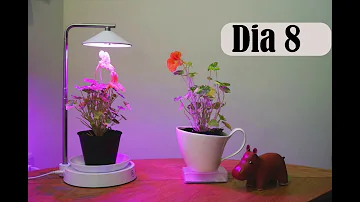 ¿Demasiada luz LED puede dañar las plantas?