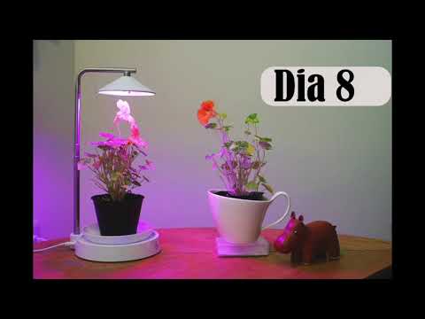 Video: ¿Qué color de luz es más eficaz para el crecimiento de las plantas?