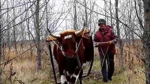 Skidding Trees with Single Ox Under Yoke