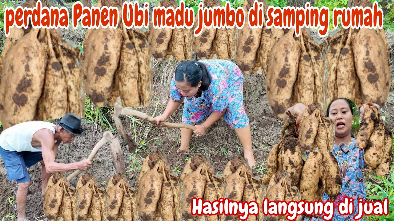 PERDANA PANEN UBI MADU JUMBO TH 2025‼️HASILNYA DILUAR DUGAAN LANGSUNG DI JUAL~ PANEN BARENG P' APIK