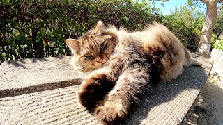 モフモフのキジトラ猫がゴロニャンポーズで甘えてきた
