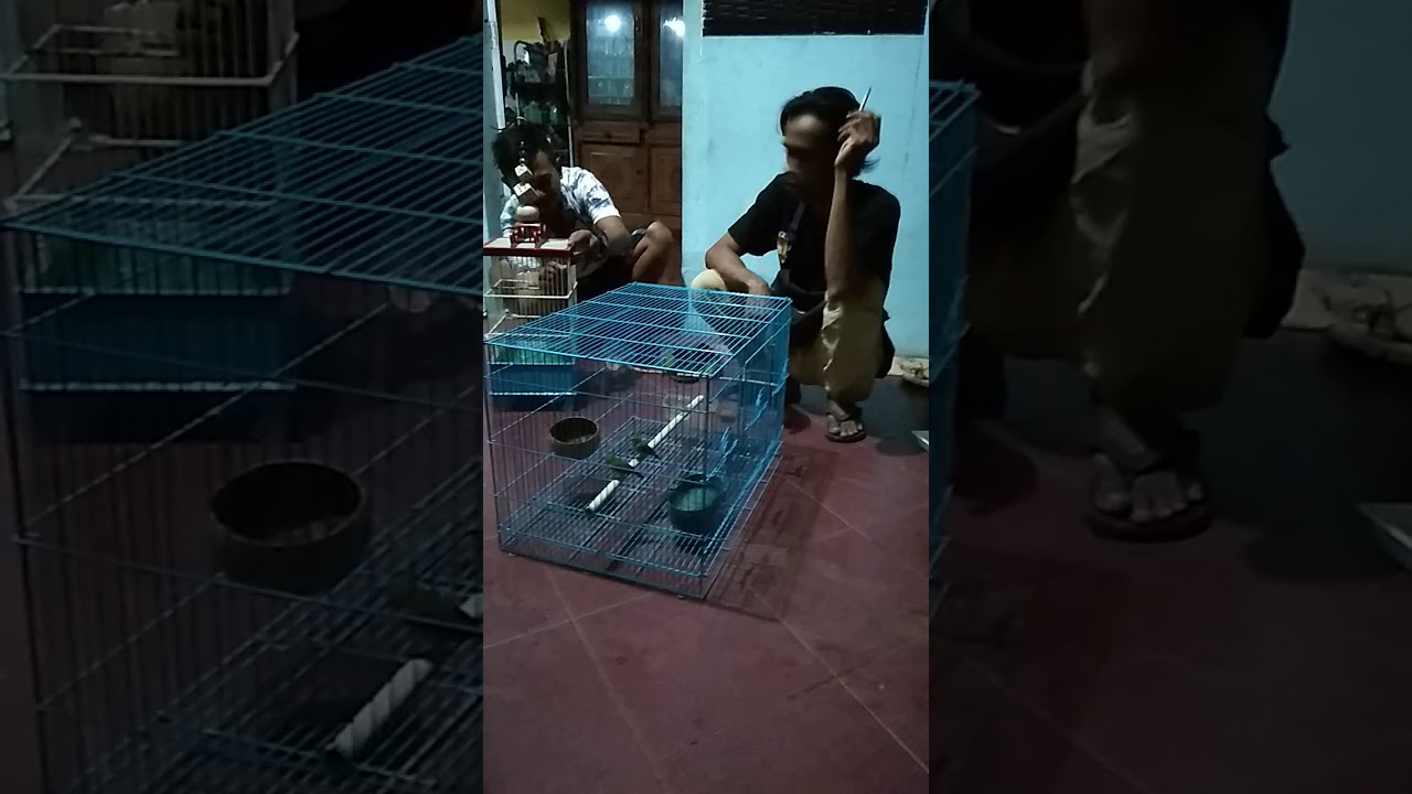 Cara memilih pleci prospek sampai membedakan kelamin jantan 