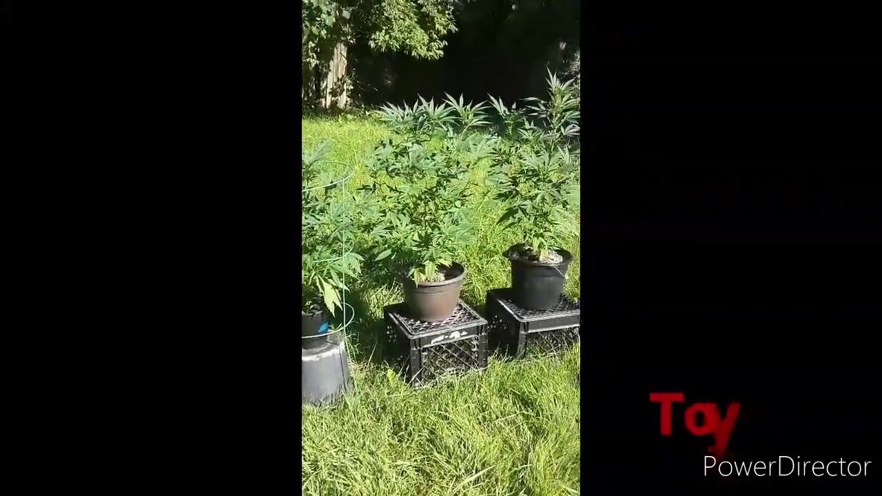 Toysoja420 Gentics growing