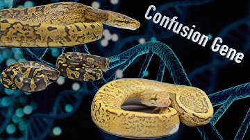 The MOST UNIQUE Confusion Combos!