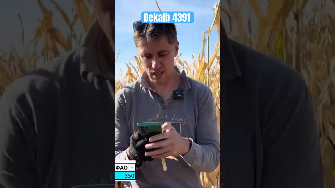 Dekalb 4391 