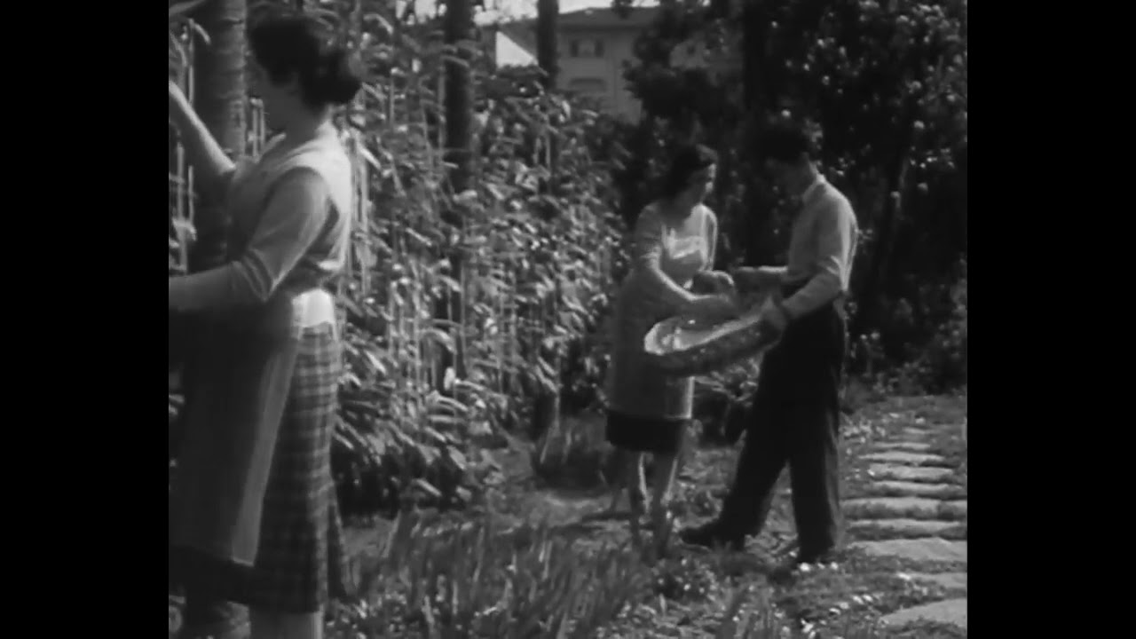 Italian Spaghetti Harvest YouTube