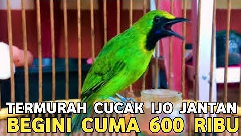 HAH 600 RIBUAN !!! CUCAK IJO BIG TERNYATA DISINI HARGANYA LEBIH TERJANGKAU DI PASAR BURUNG PRAMUKA 
