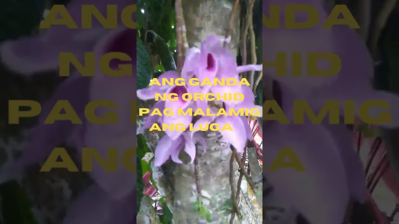 ANG GANDA NG ORCHID SA PROBINSYA #shortsvideo
