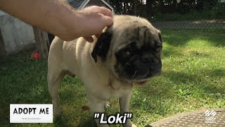 Hazleton Animal Shelter's Adopt Me August 11, 2025
