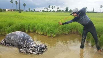 Wow! Brave Boy Catch Big Python Snake Using Slingshot - How To Catch Huge Snake at Battambang