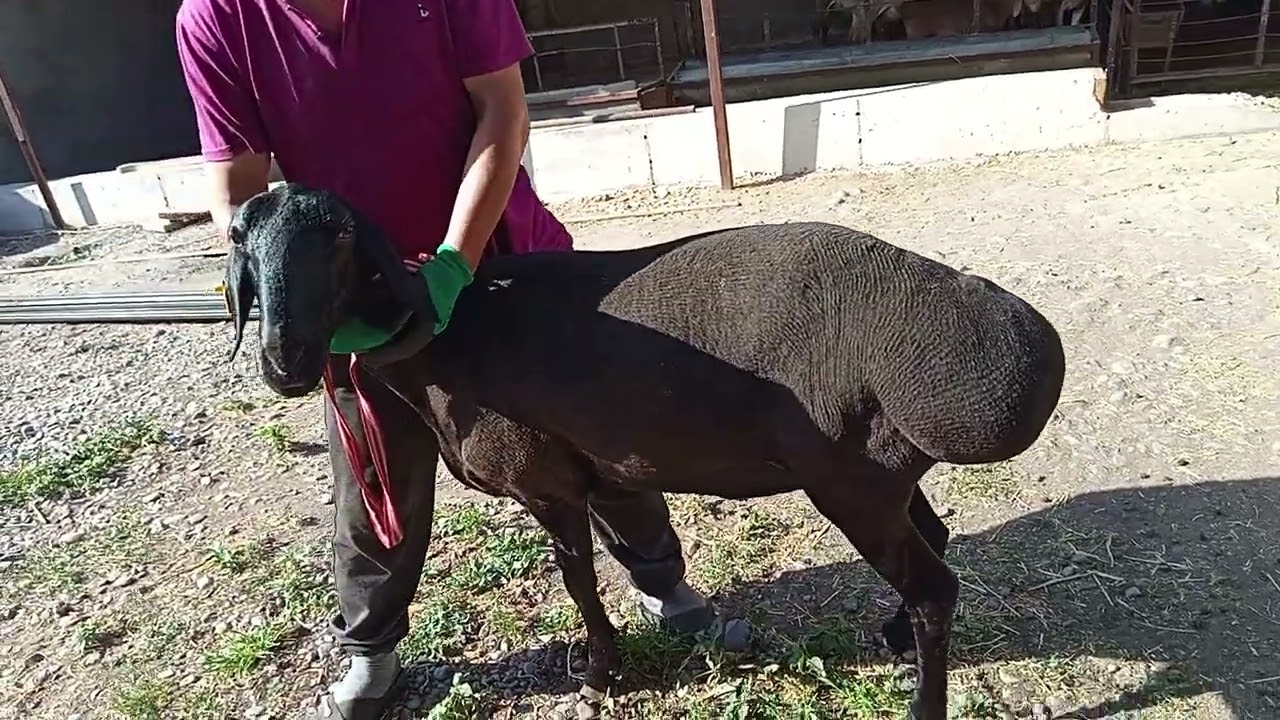 Арашан 6 тиш кой сатылат линия чип плем картасы бар адрес Беловодск 0708932207