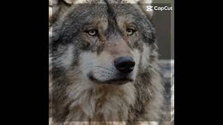 🌟🌈Les loups🌈🌟Mon animal pref ❤️  #loup#edit#pourtoi