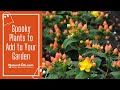 Spooky plants to add to your garden  naturehillscom